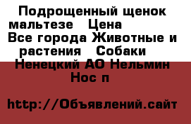 Подрощенный щенок мальтезе › Цена ­ 15 000 - Все города Животные и растения » Собаки   . Ненецкий АО,Нельмин Нос п.